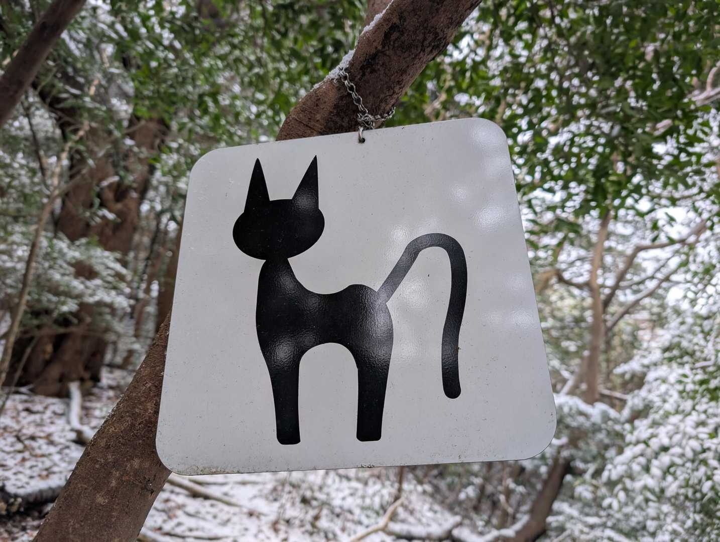 🐱