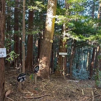 ここから『ダイラボウ』行けるんだぁ〜