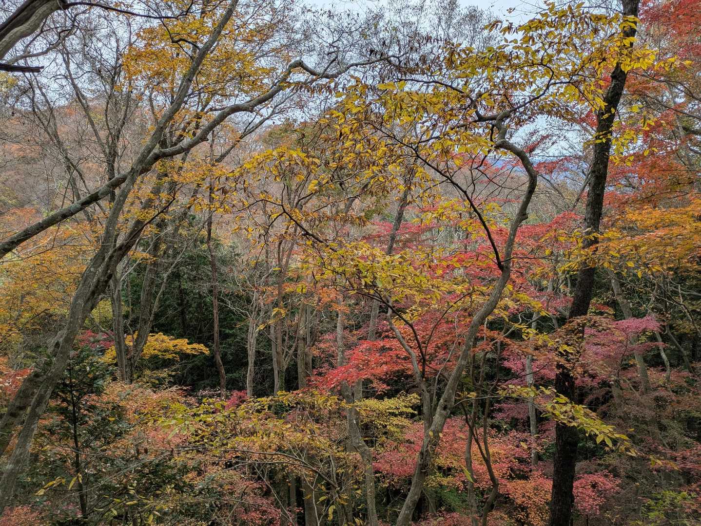 水根尾根🍁