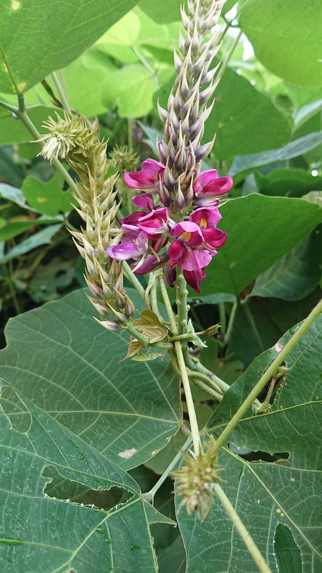クズの花