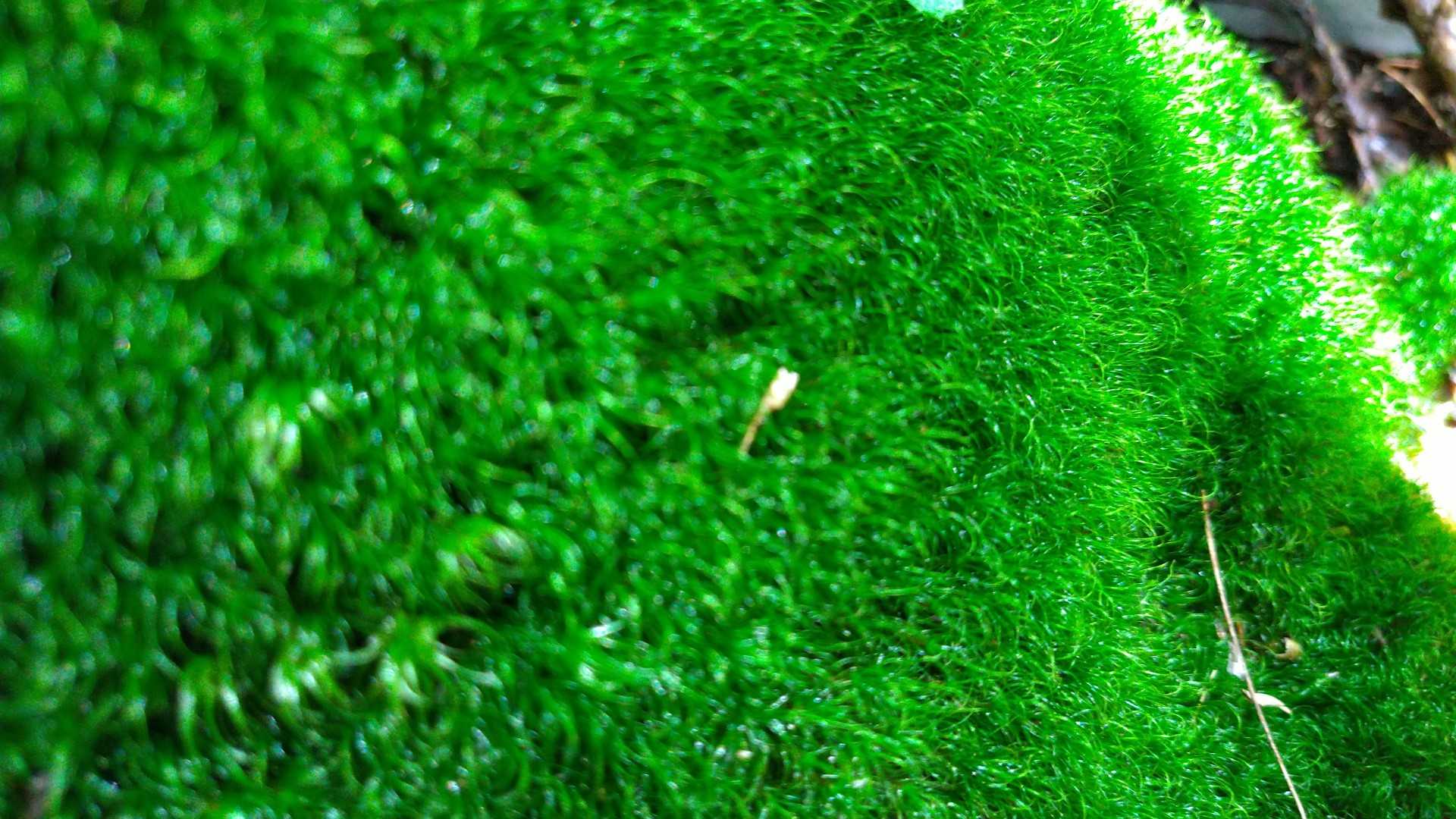 ピンボケ💦
苔がモフモフ～気持ちいい～