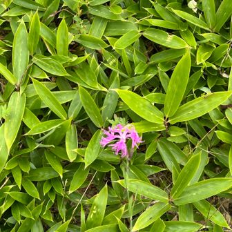 お花はちらほら。
タカネナデシコ
