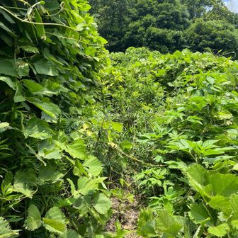ほんとにスーパー藪ゾーン‼️😱
さすがに進めない！