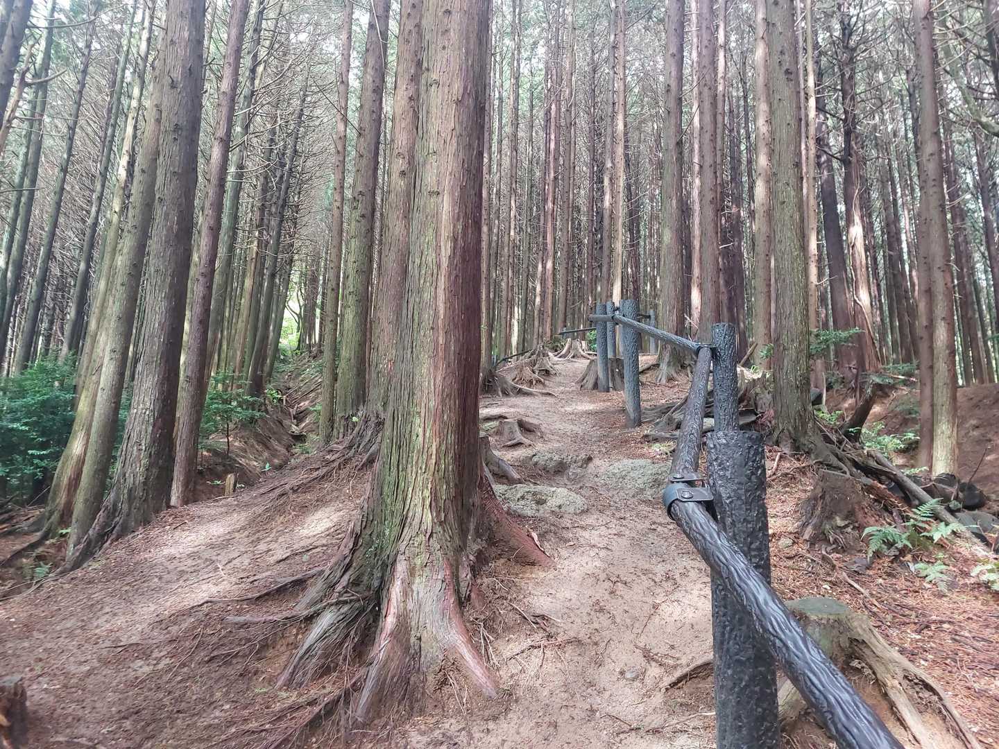 粘土質なので手摺がありがたい🙏