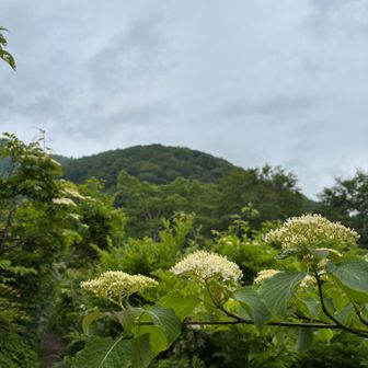 ミズキ(葉が鋸状でない)