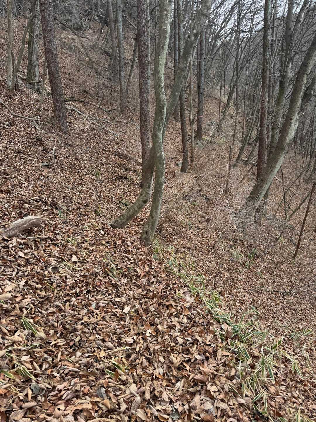 枯葉のトラバース🍂
枯葉の踏み抜き気をつけて