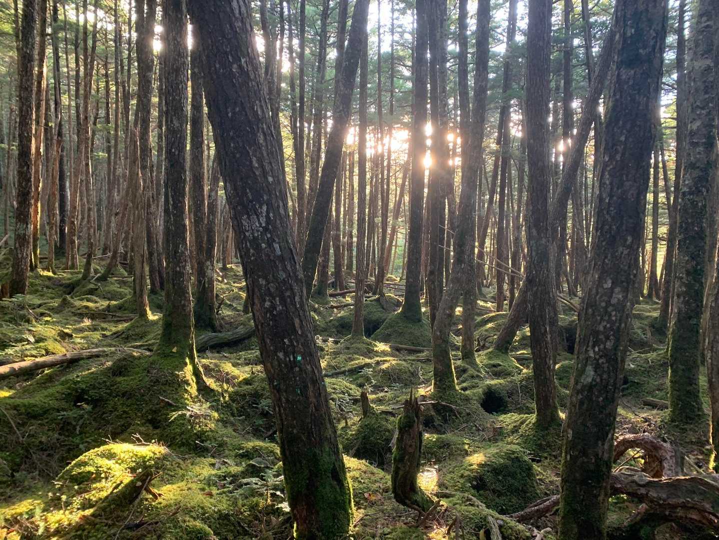 夕日で照らされる苔の森が美しかった✨
