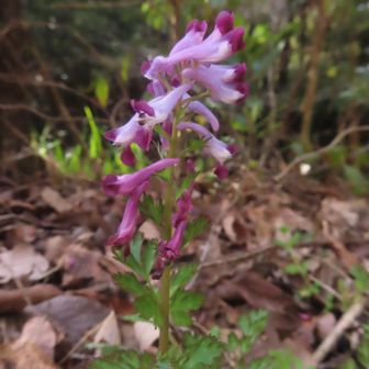 ムラサキケマン

戻ってきました。バッテリー残2%
今日は道もよく、誘惑も少なく、私にしたら早めに歩けたみたいで満足です

(山でやってみたいこと  あと2、3こあります)

ありがとうございました⛰️