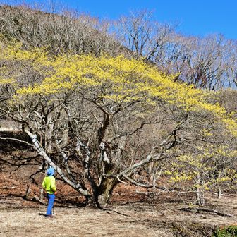 佐渡窪・坊がヅルのマンサクを訪問 / タミーの登山データ | YAMAP