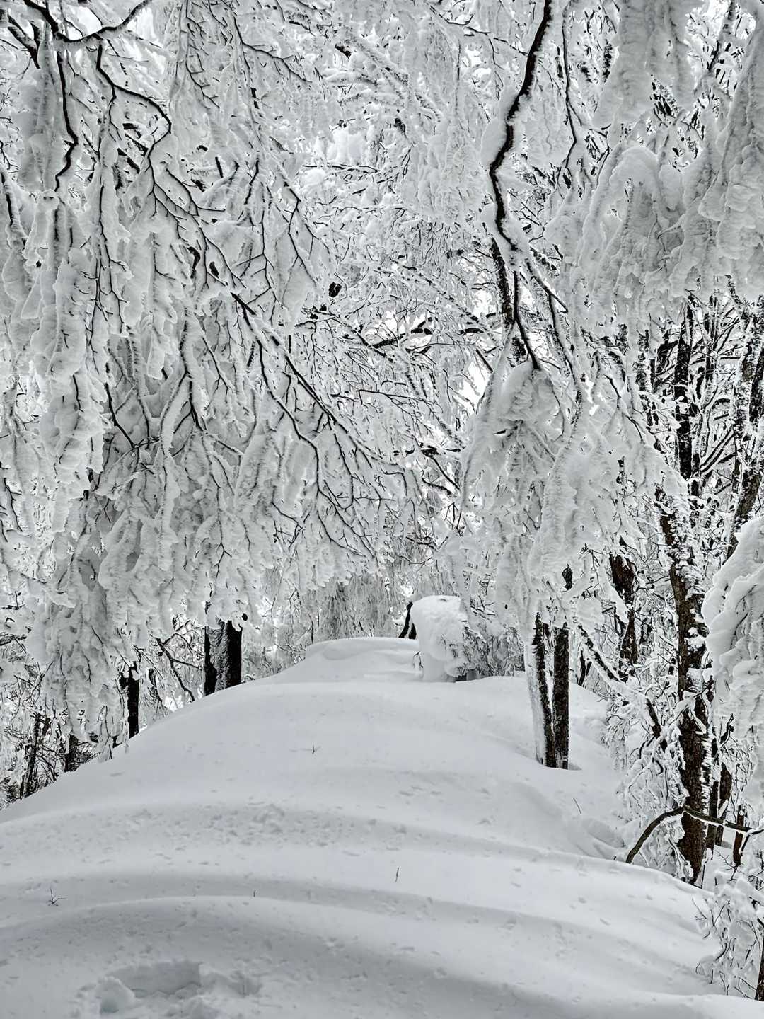 めちゃくちゃ良かった⛄️