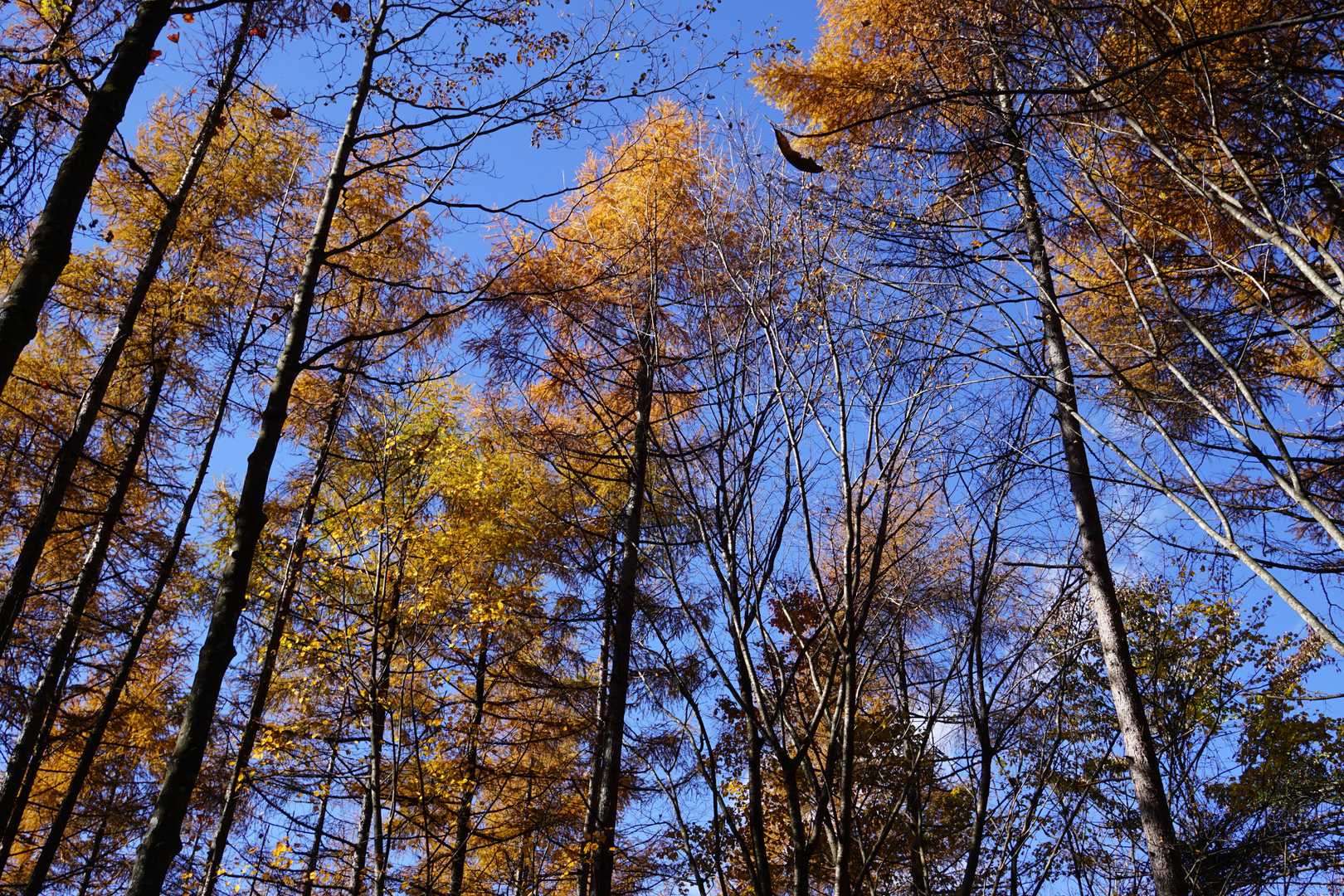 天気がよく、紅葉もきれいで登山日和☀
