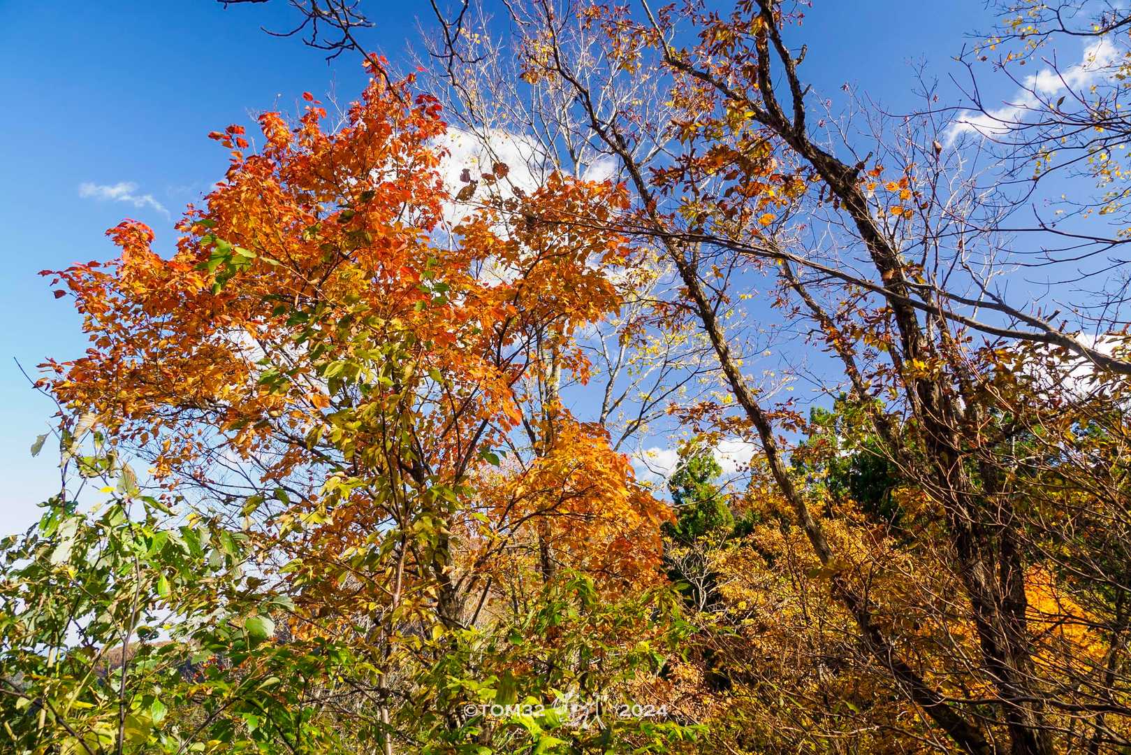 青空と紅葉