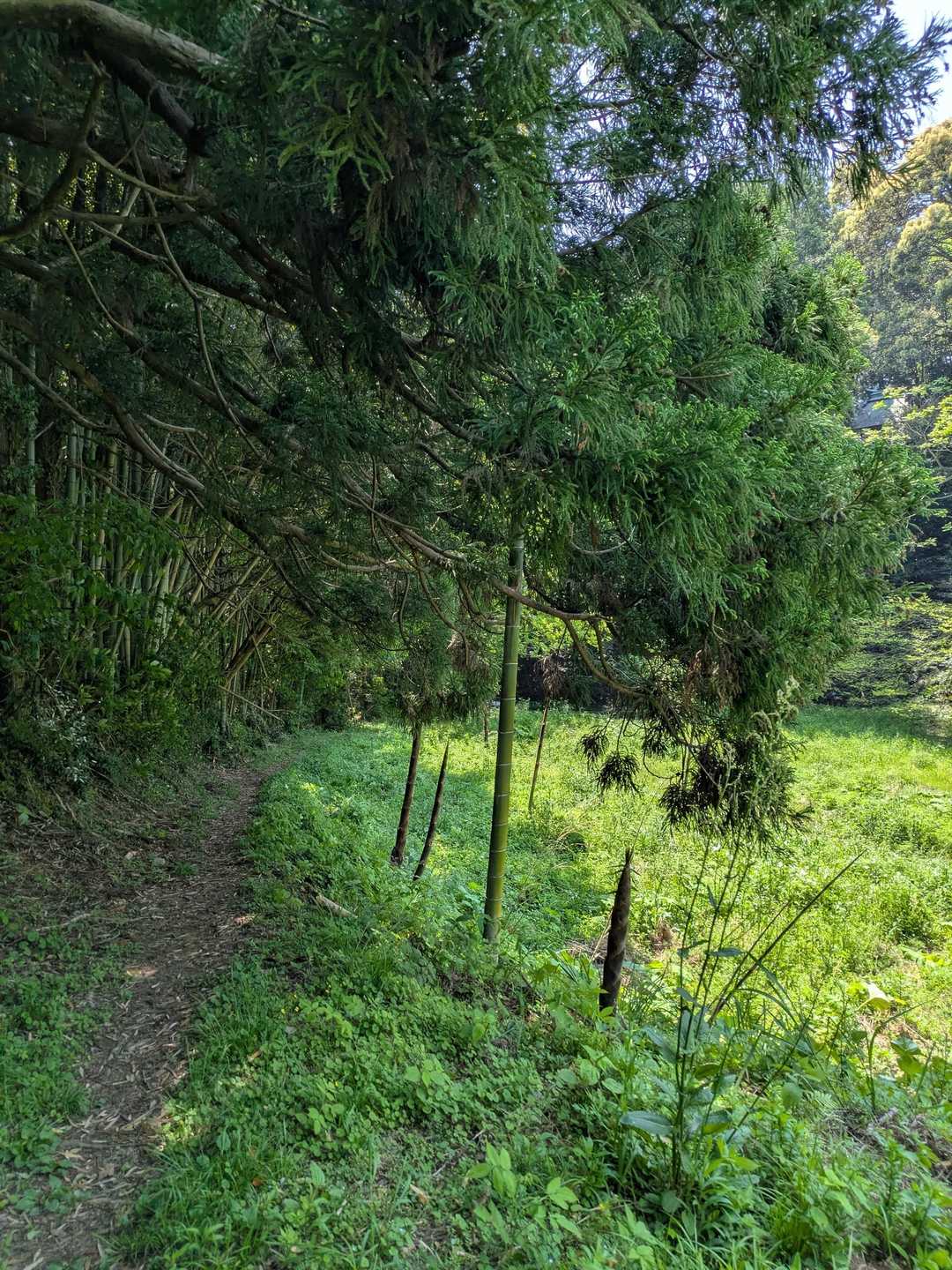 タケノコのびのびの山路くだり終了。　
途中たくさんの登山者と入れ違いました。　
おつかれ様です。