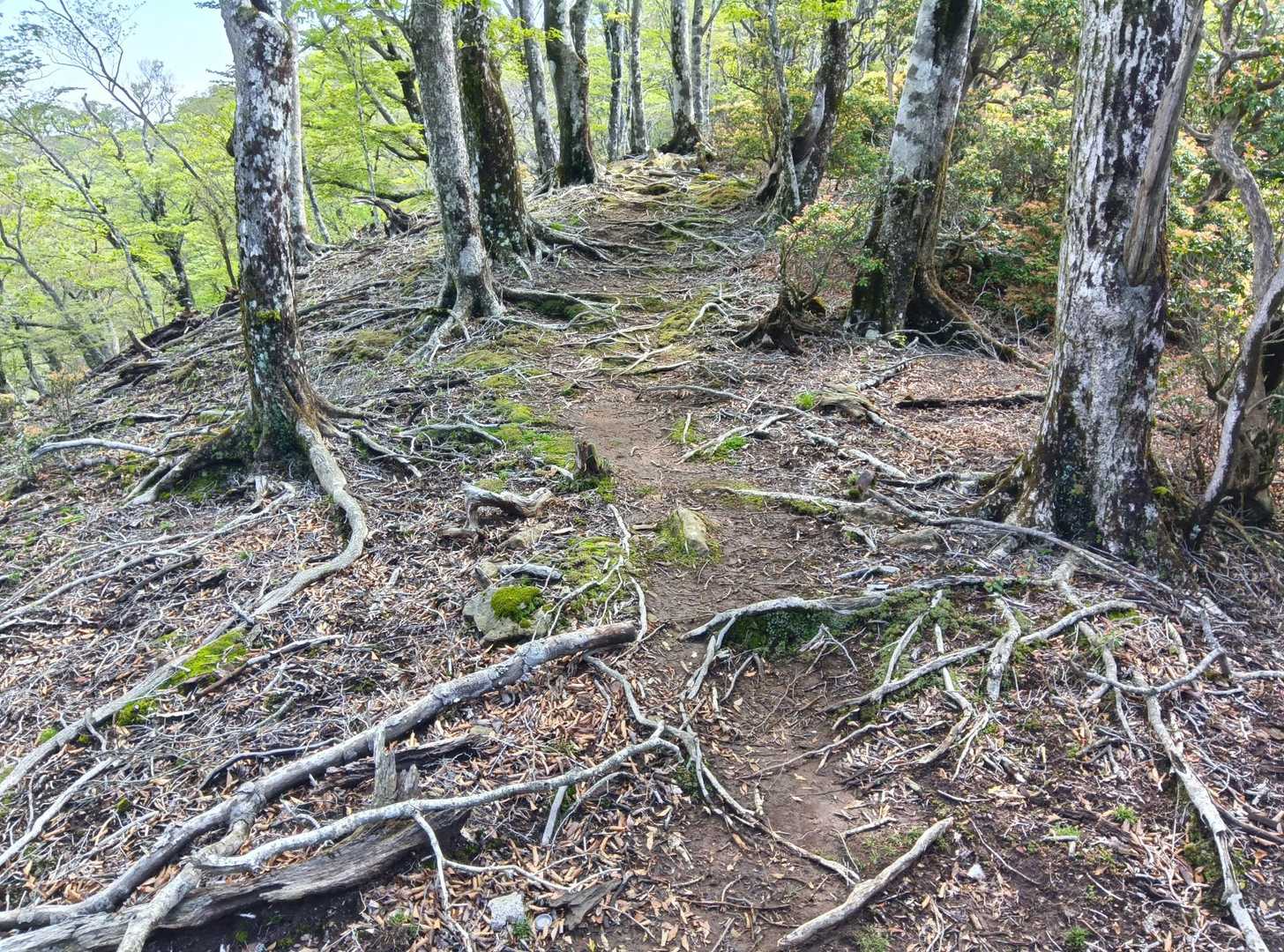 宇土内谷登山口-大崩山 往復コースの写真