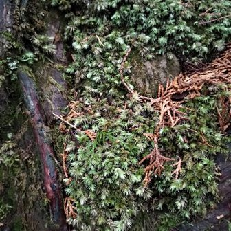 熊野古道 小辺路 道端にたくさんあるこの苔は何？