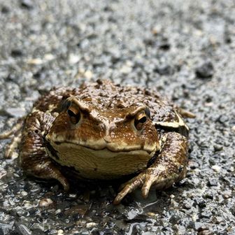 帰り道いっぱいいた　ヒキガエル