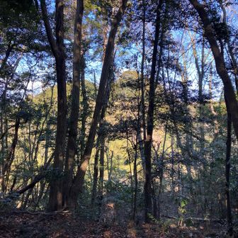 なるほど、空見山と向かい合っておーいできる