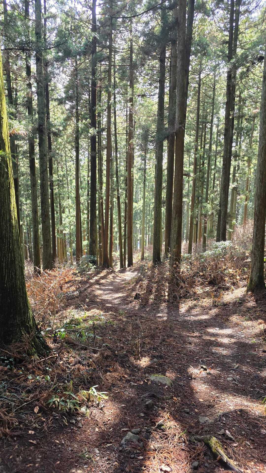 下山です