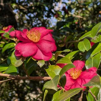 たくさんのサザンカ🌸