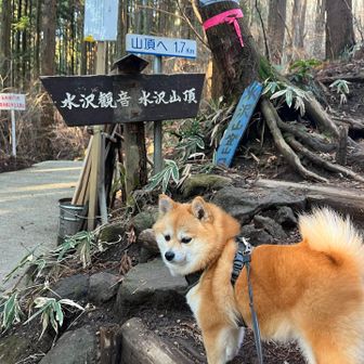久々だとちょっと渋るメロンさん🦊