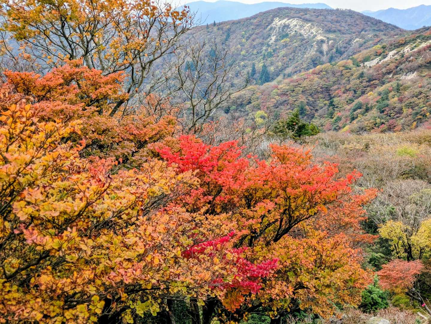 🍁