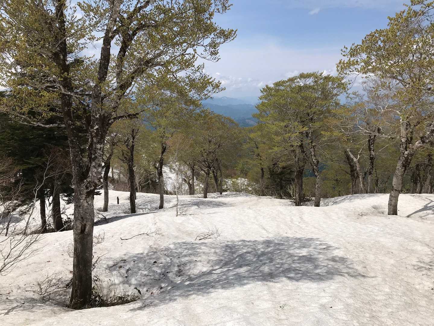 残雪に映えるブナの新緑が大好きです