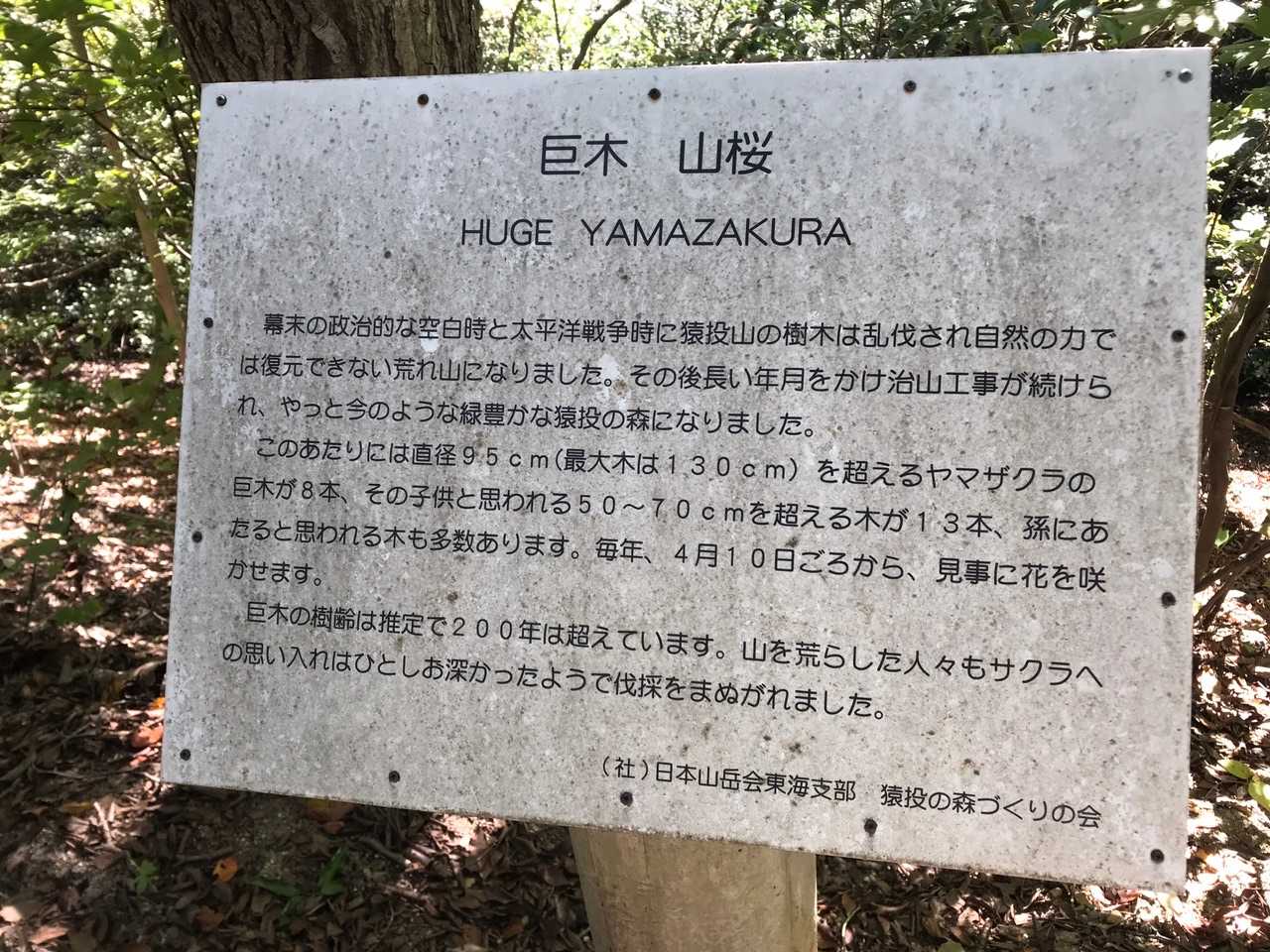 ヤマザクラコースから