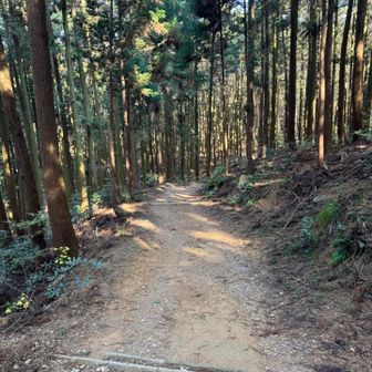 下山しますが近くのグレーピークに行きます。
そこに行くための近道としてここから
100m程先より正規登山道を逸脱し急斜面を
20m程無理矢理下ると正規登山道とは別の
立派な林道に出合いそれを道なりに下ります。