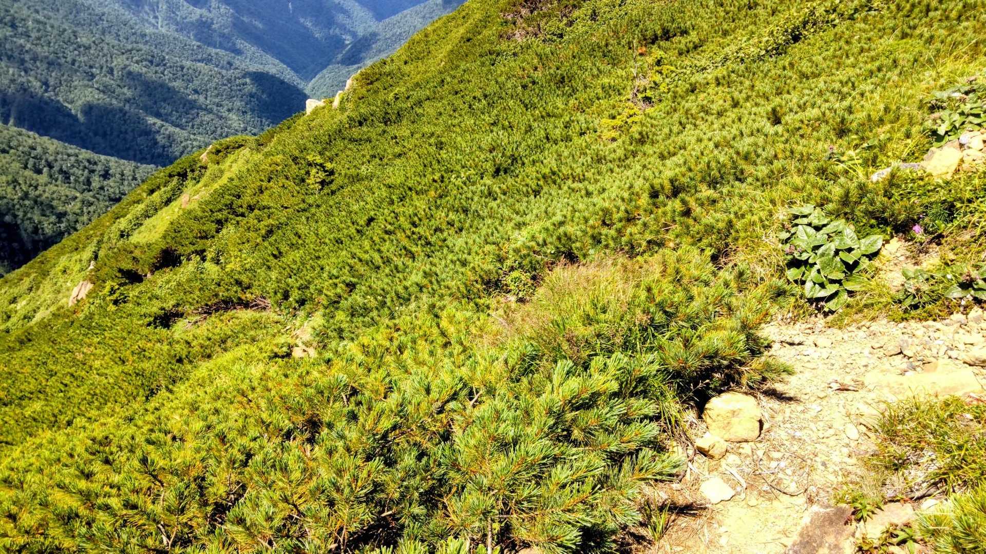標識なし
この分岐から六ノ沢へ
激下りです…😅
暑い☀️😵💦