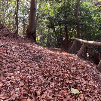 赤い落ち葉ゾーン