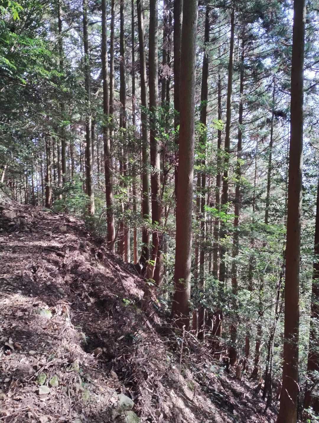 華山 往復コースの写真