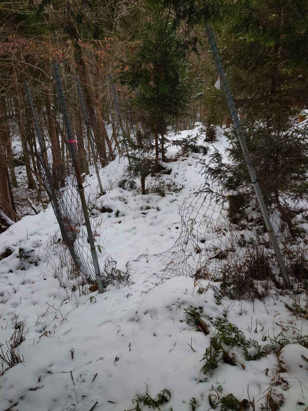 鹿避けネットがずーっと続いてました🦌
けっこう雪深くサラサラなので、早々とチェンスパ装着⛄️
