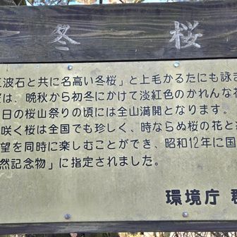 冬桜は珍しいそうです🌸