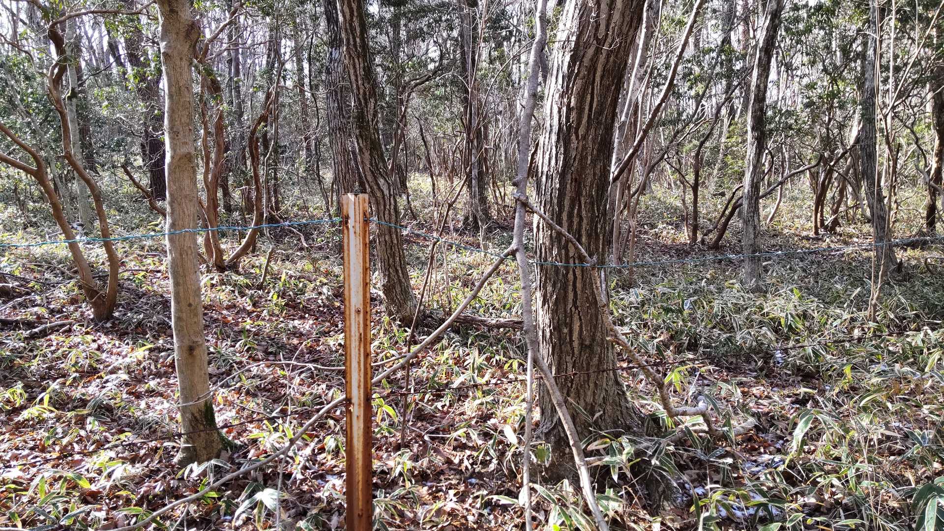 かつて水石山では馬の放牧が行われていて、その名残りの有刺鉄線の柵。山頂付近には馬糞💩があっちこっちにあり、それを踏んで喜んでいたアホな小学生だった。😁