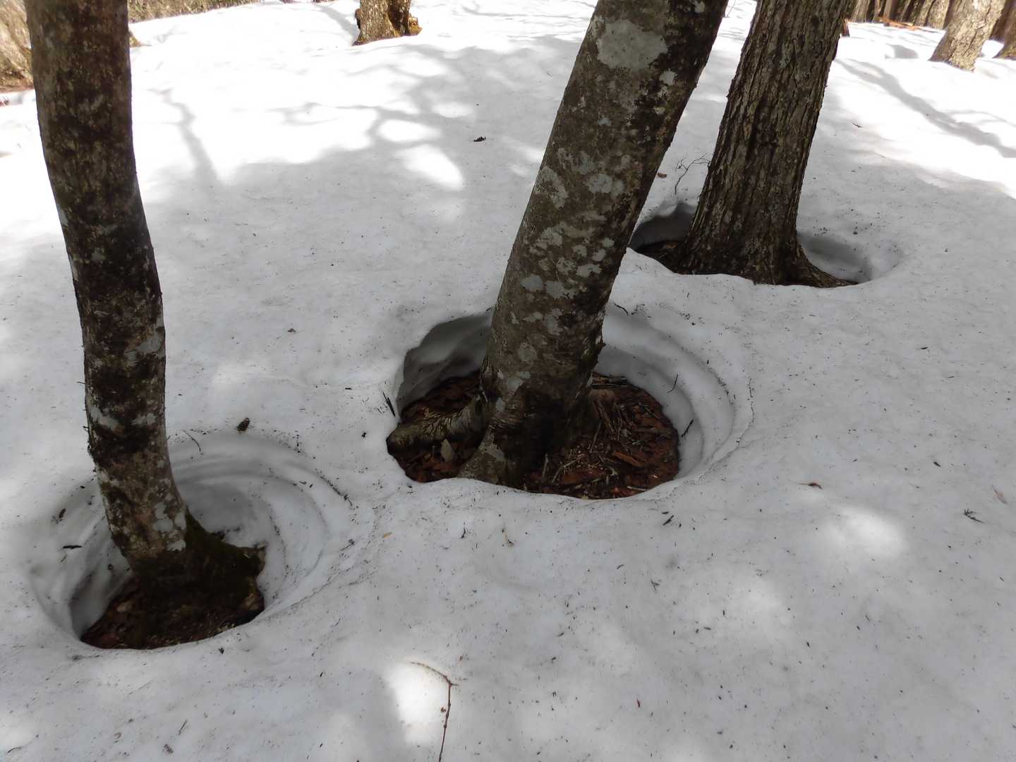 下呂御前山 往復コースの写真