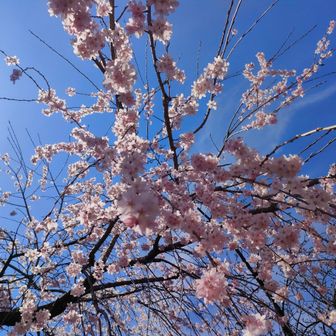 　　　枝垂れ桜🌸