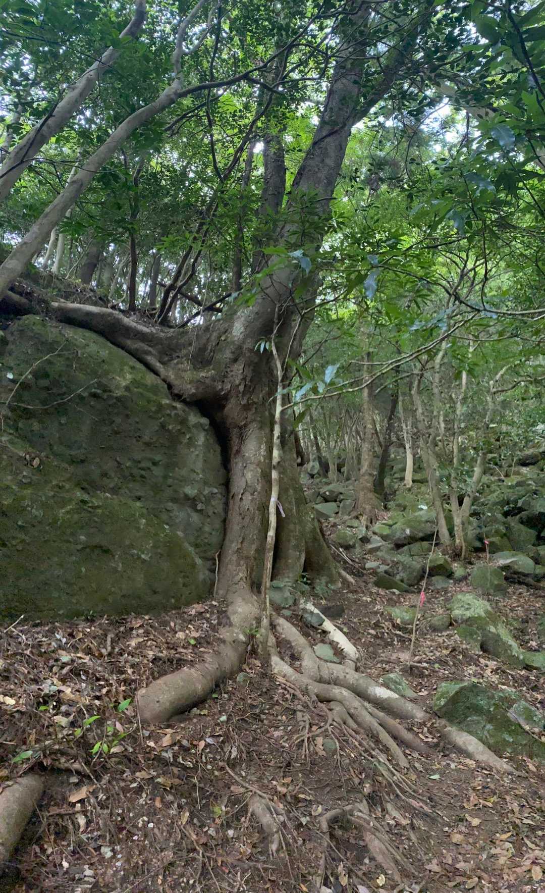 斫石峠-大日ヶ岳-釈迦ヶ岳 周回コースの写真