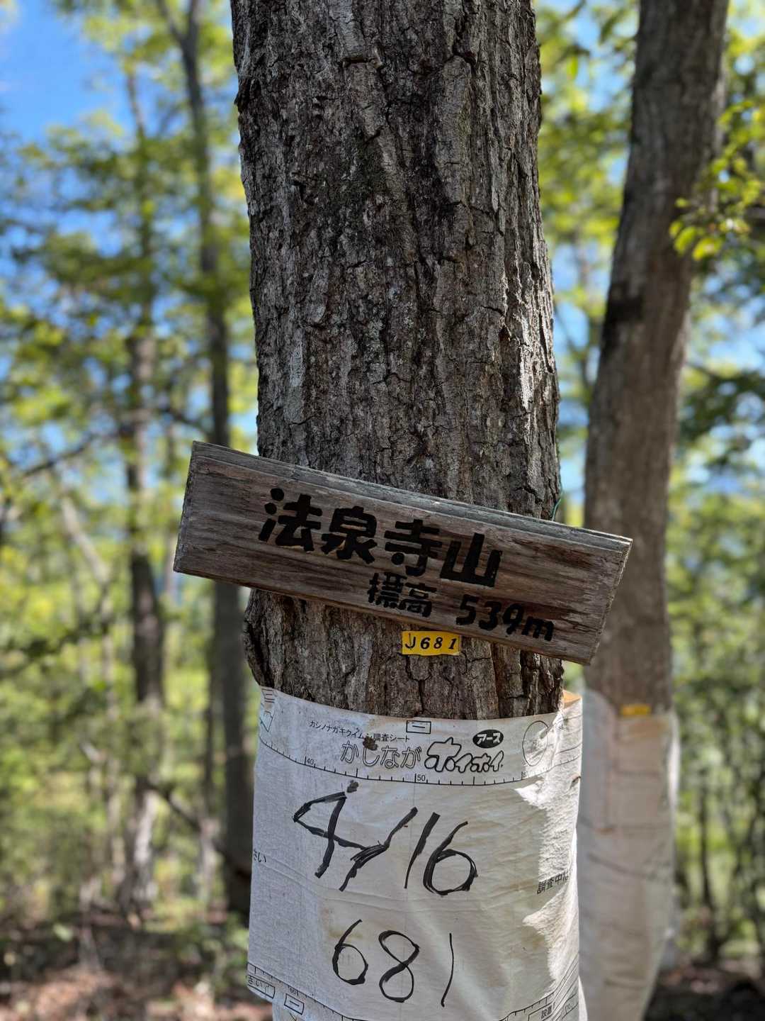 八王子山往復 | 街から歩ける白い巨岩の特等席、甲府盆地と富士山を見下ろす開放感の写真