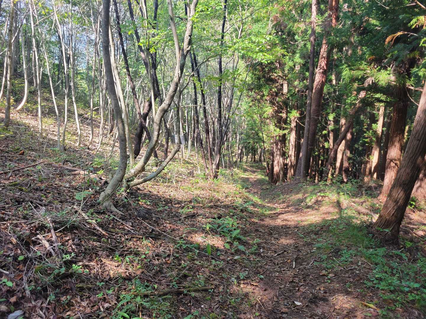 斎藤山 往復コースの写真