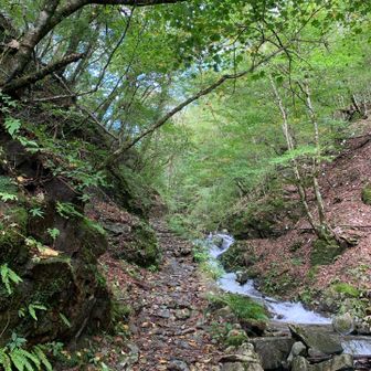 三頭山への登りです。
何度も川を渡ったので、シューズの中はびちゃびちゃ👟