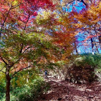 後は山頂を通過して駐車場に戻ります…
すごく楽しかったにゃん❣️😊😊