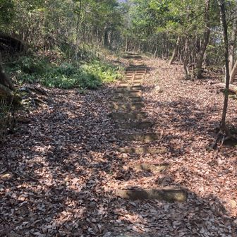 急登になってきて、階段が続きます。
頑張るよ！