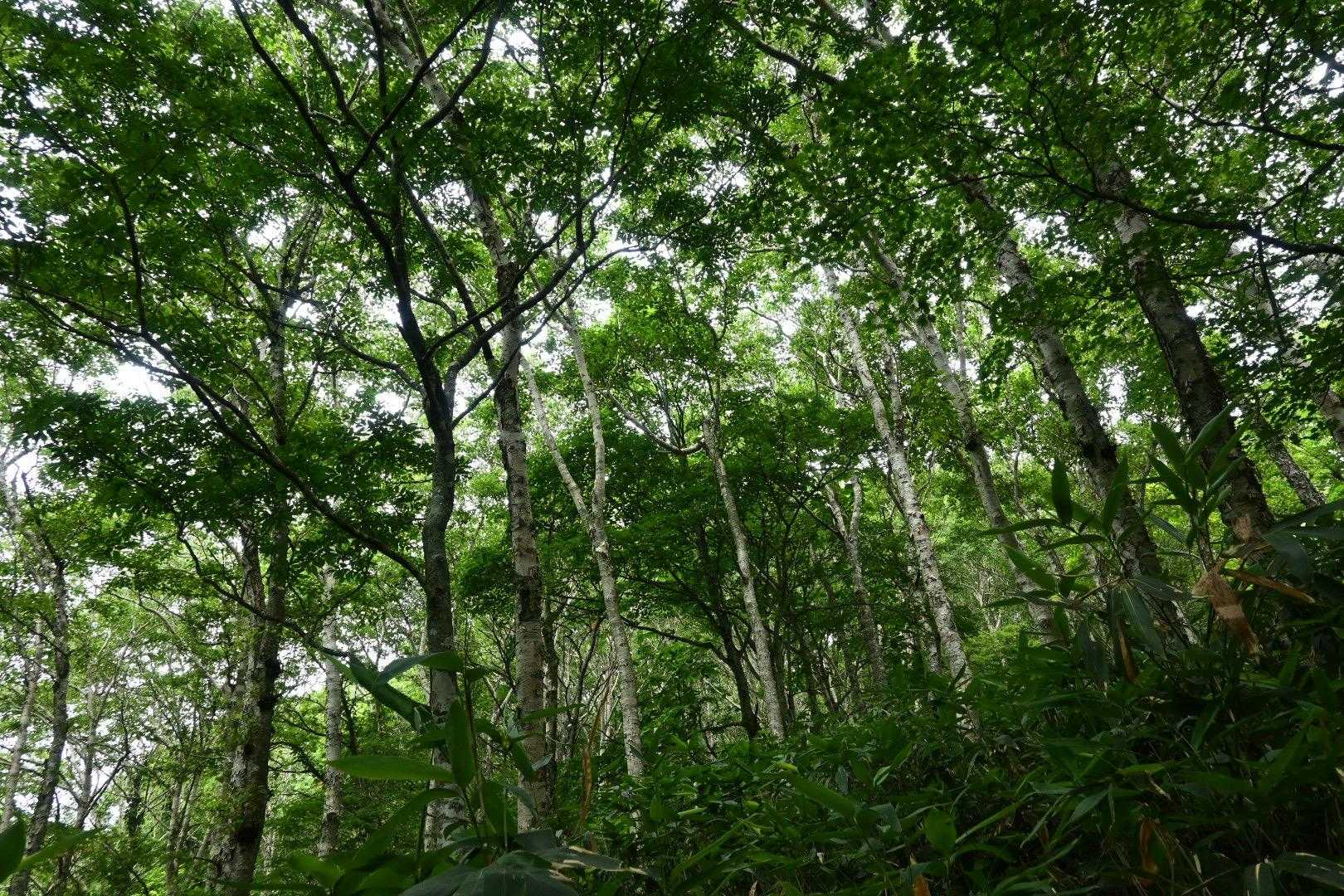 ブナやダケカンバの林の中を進みます🚶
