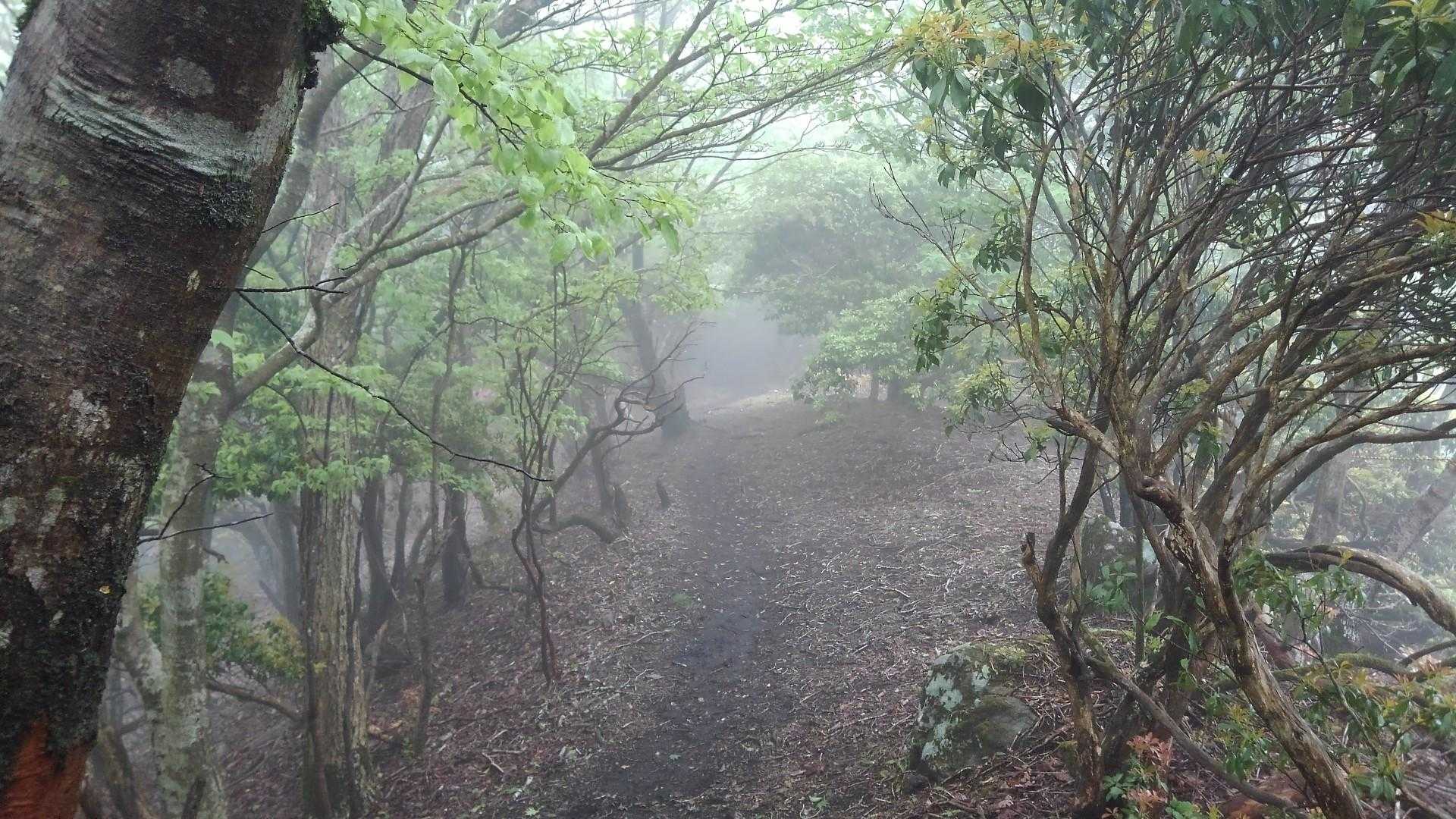 頂上付近はこんな感じ