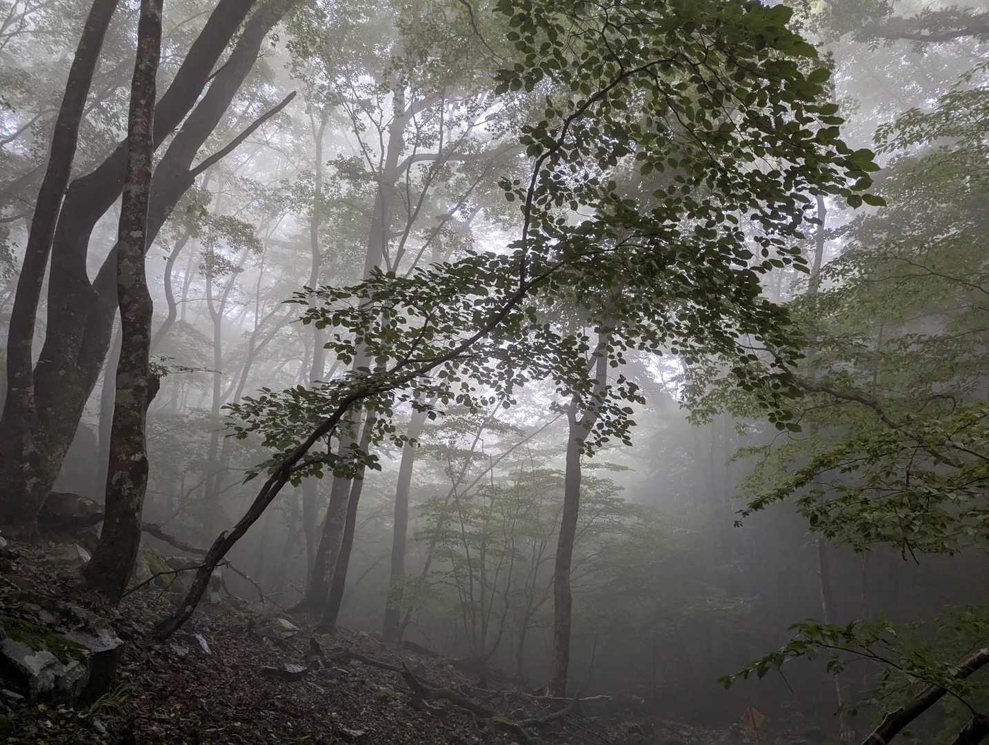 船木山登山口-船木山 往復コースの写真