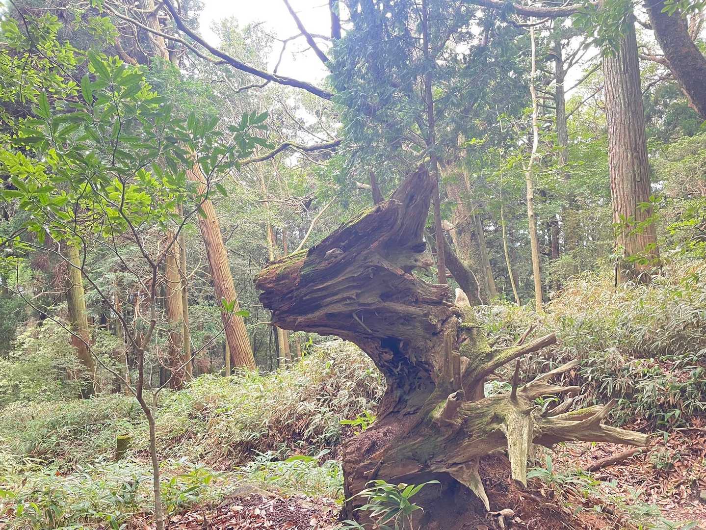 摩耶山 / michichiの登山データ | YAMAP / ヤマップ