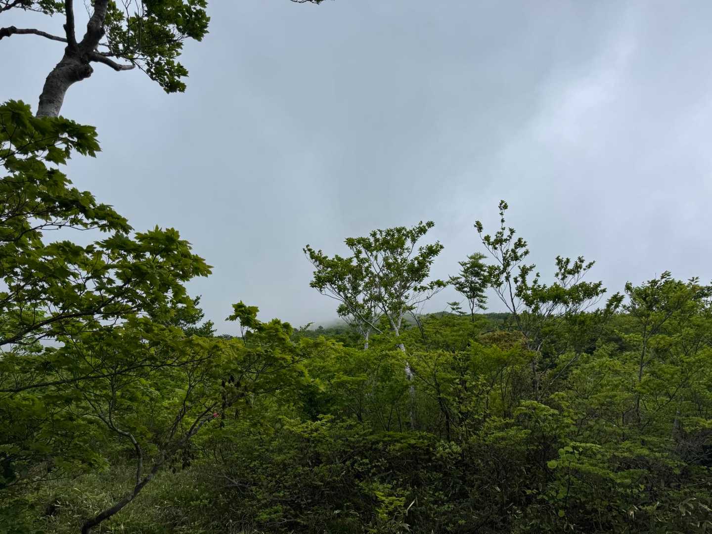 やっぱり上はガスだよねー