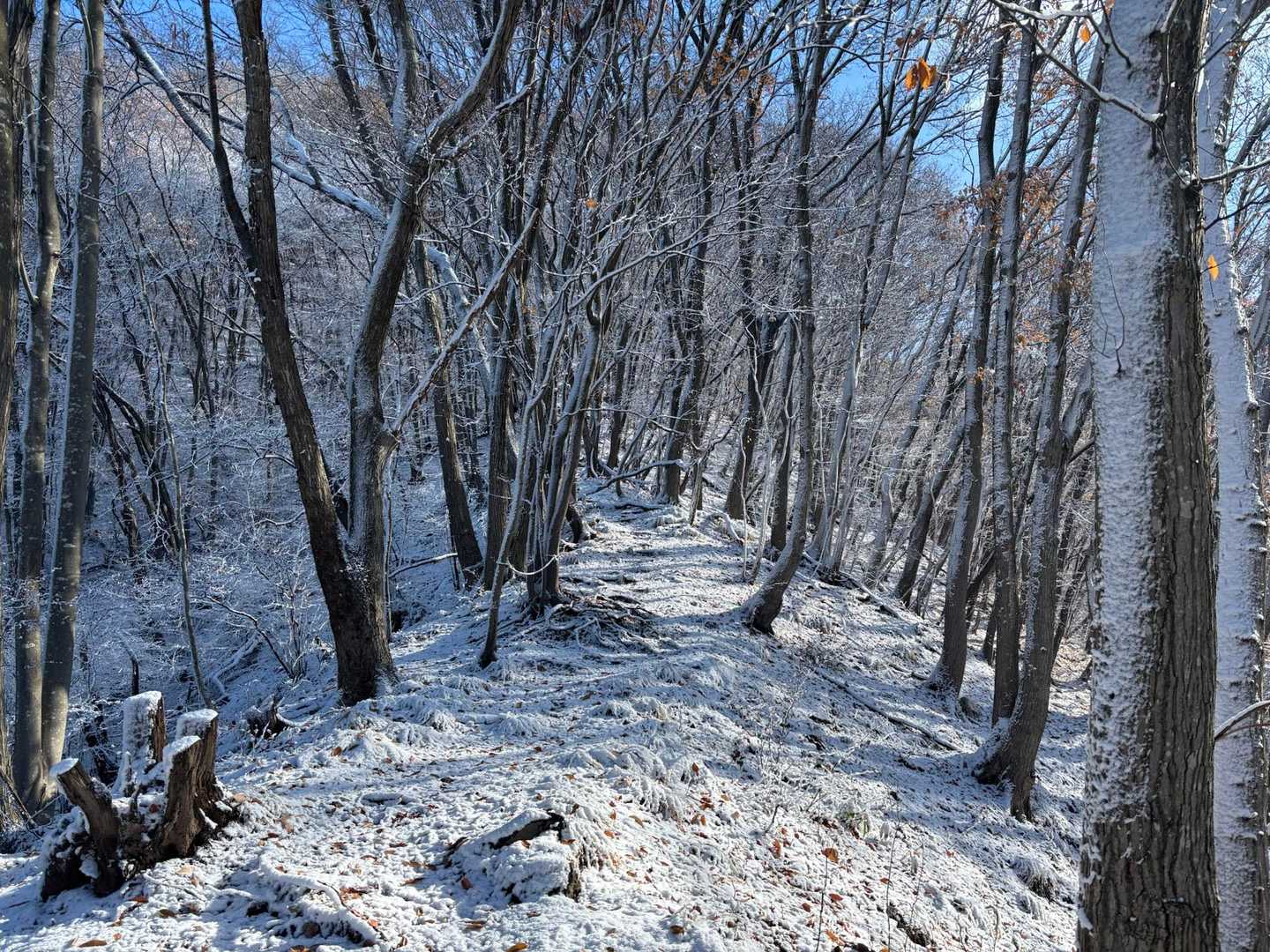 雁田山 縦走コースの写真