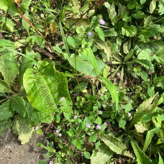 とても小さなお花がいっぱい。。。
こちらは紫色。