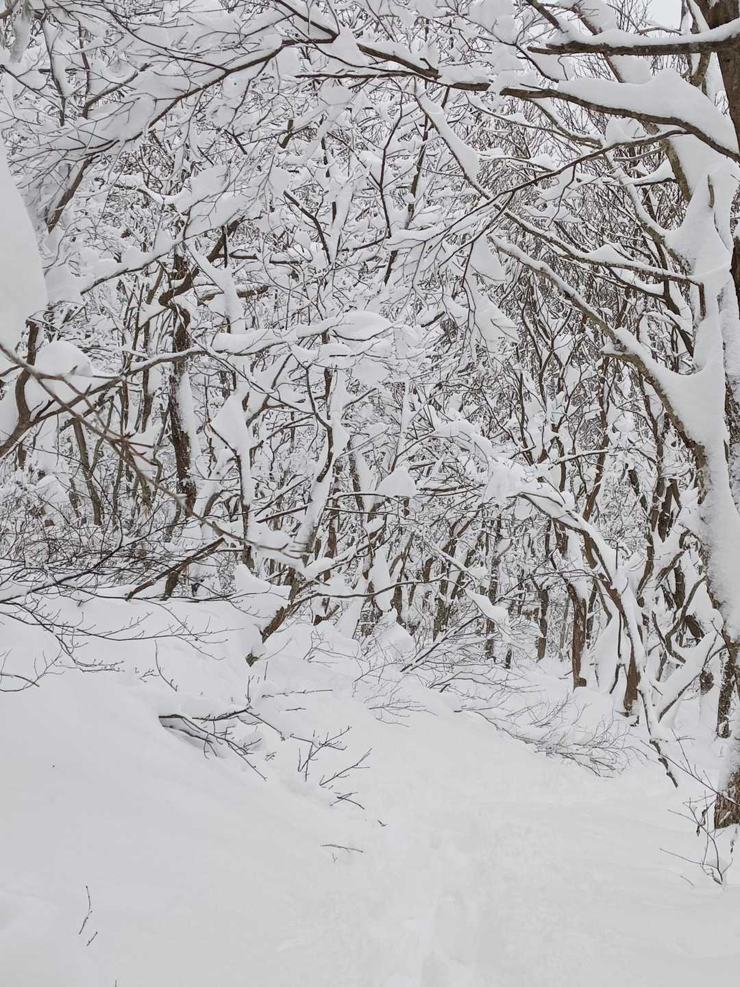 心に余裕ができたんで、ようやくじっくり雪におおわれた樹林帯見渡す

お～、綺麗だぁ～😭⤴⤴